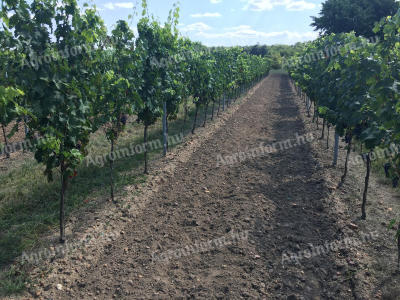 Cabernet franc