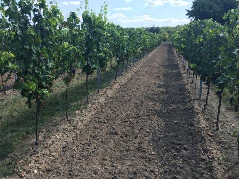 Cabernet franc borszőlő Cabernet franc borszőlő