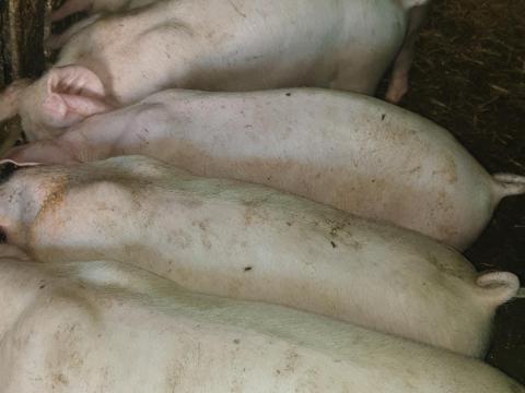 Eladó 7 db szép süldő malac Eladó 7 db szép süldő malac