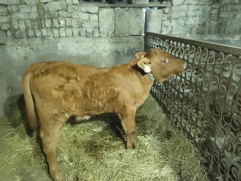 Bika borjú Bika borjú