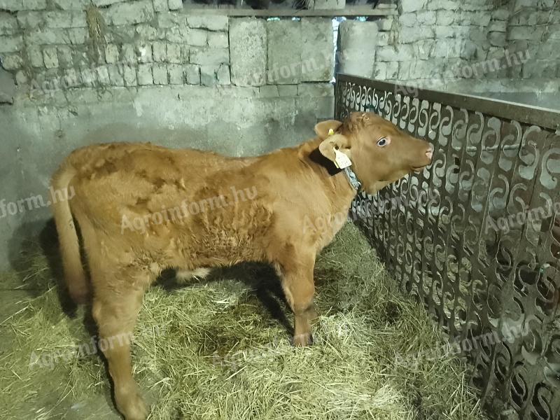 Bika borjú