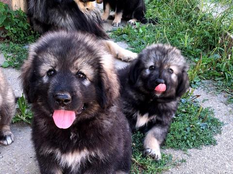 Kaukázusi juhász jellegű kiskutyák gazdit keresnek Kaukázusi juhász jellegű kiskutyák gazdit keresnek