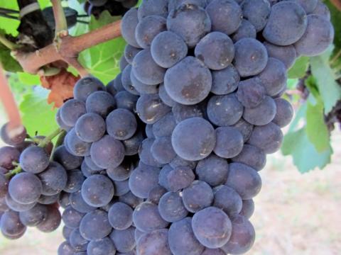 Minőségi szürkebarát szőlőmust – tisztított Minőségi szürkebarát szőlőmust – tisztított