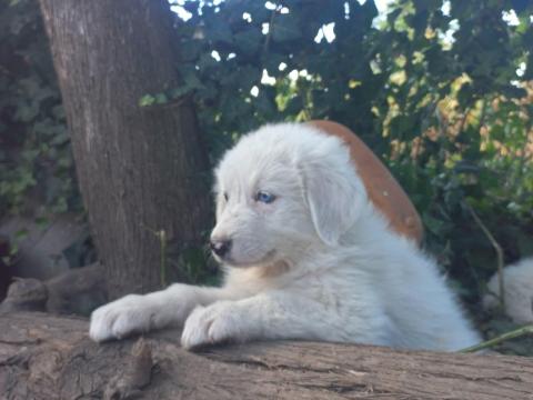 Kuvasz kiskutyák gazdát keresnek Kuvasz kiskutyák gazdát keresnek