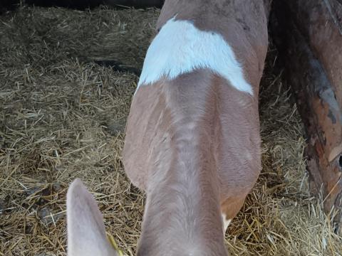 Magyartarka Üsző levalasztva Magyartarka Üsző levalasztva