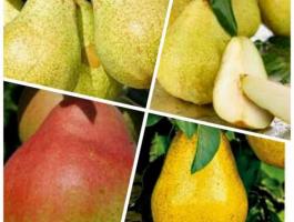 vilmos  és több fajta Körte cefrènek eladó