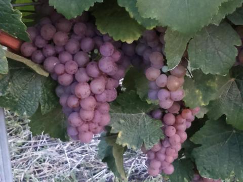 Tramini borszőlő eladó a Mátrai borvidékről Tramini borszőlő eladó a Mátrai borvidékről