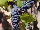 Pinot Noir (Kékburgundi) szőlő eladó