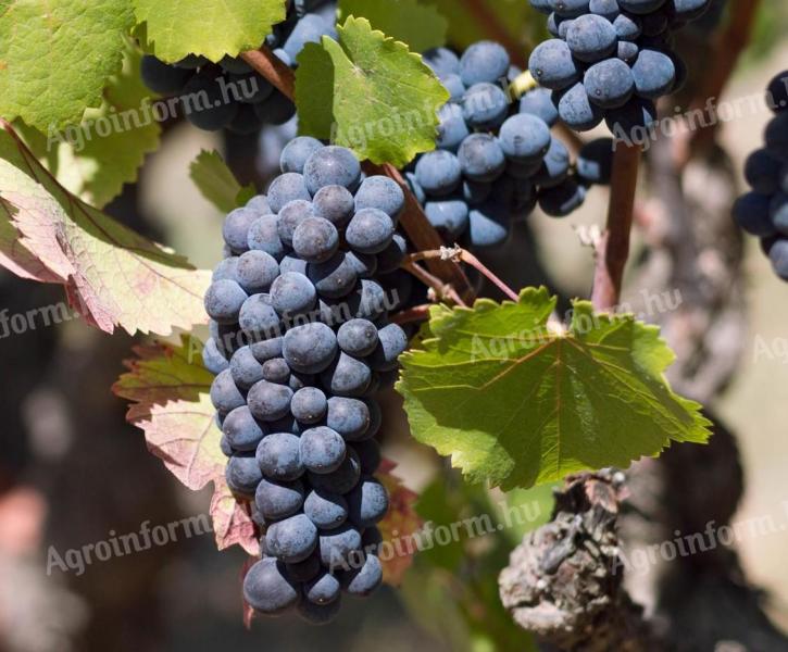 Pinot Noir (Kékburgundi) szőlő eladó