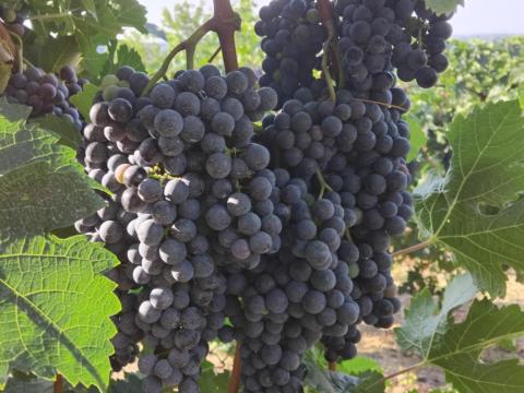 Merlot szőlő eladó Siklósi borvidéken Merlot szőlő eladó Siklósi borvidéken