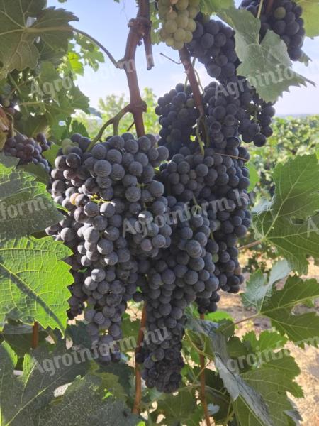 Merlot szőlő eladó Siklósi borvidéken