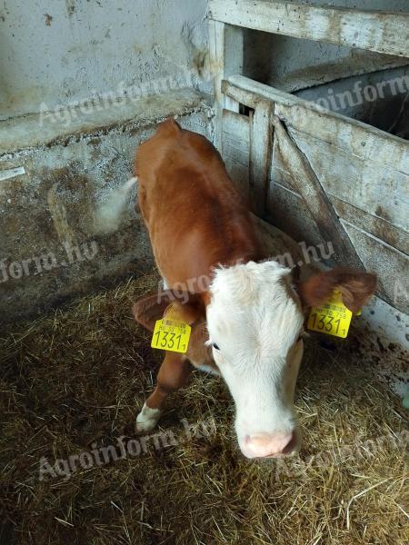 Magyartarka üszőborjak eladók