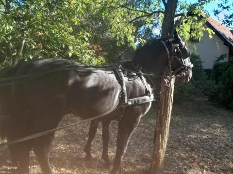 Nóniusz kanca és mén eladó Nóniusz kanca és mén eladó