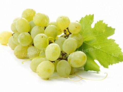 Sárgamuskotály, Muscat Ottonel, Pölöskei szőlő eladó bogyózva Gyöngyöstarjánban Sárgamuskotály, Muscat Ottonel, Pölöskei szőlő eladó bogyózva Gyöngyöstarjánban