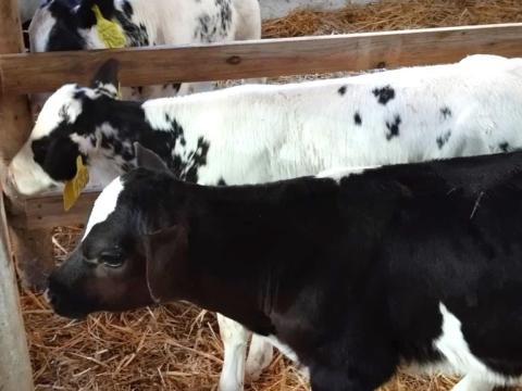 Szopós borjak rendszeresen eladók