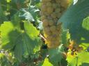 Muscat Ottonel