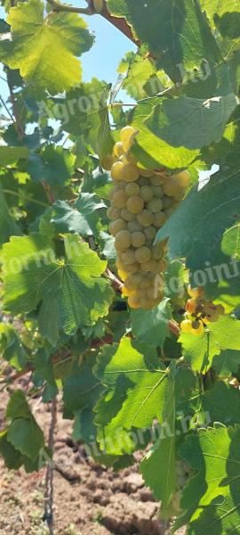 Muscat Ottonel