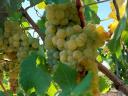 Muscat Ottonel