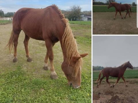 Hobbi ló eladó – 10 éves kanca rendszeresen lovagolt, gyerekekhez is ideális Hobbi ló eladó – 10 éves kanca rendszeresen lovagolt, gyerekekhez is ideális