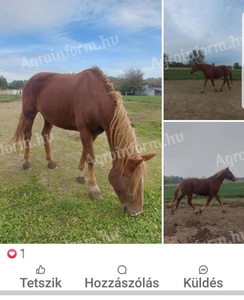 Hobbi ló eladó – 10 éves kanca rendszeresen lovagolt, gyerekekhez is ideális