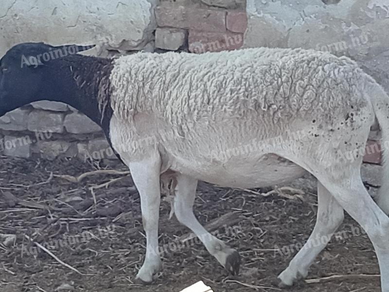 Dorper anyajuh eladó – kiváló genetika, jó anya