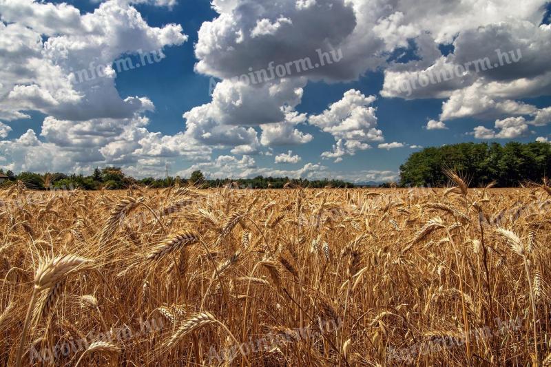 Durum búza vetőmag II. fok eladó korlátozott mennyiségben