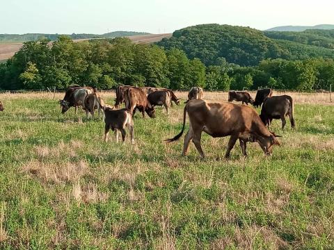 Kárpáti borzderes állományból fiatal üszők, bikák, vemhes tehenek eladóak Kárpáti borzderes állományból fiatal üszők, bikák, vemhes tehenek eladóak