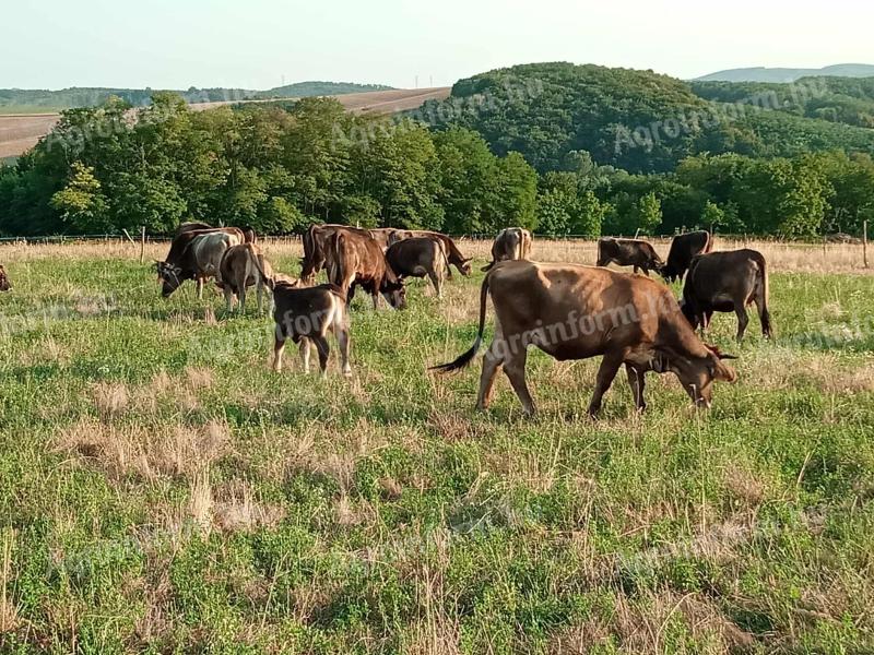 Kárpáti borzderes állományból fiatal üszők,  bikák,  vemhes tehenek eladóak