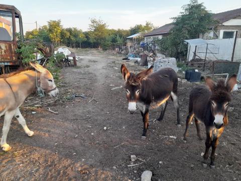 Szamár kanca csikó eladó Szamár kanca csikó eladó
