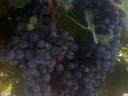Cabernet Sauvignon szőlő eladó - Szekszárd