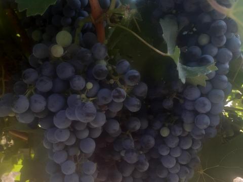 Cabernet Sauvignon szőlő eladó - Szekszárd Cabernet Sauvignon szőlő eladó - Szekszárd