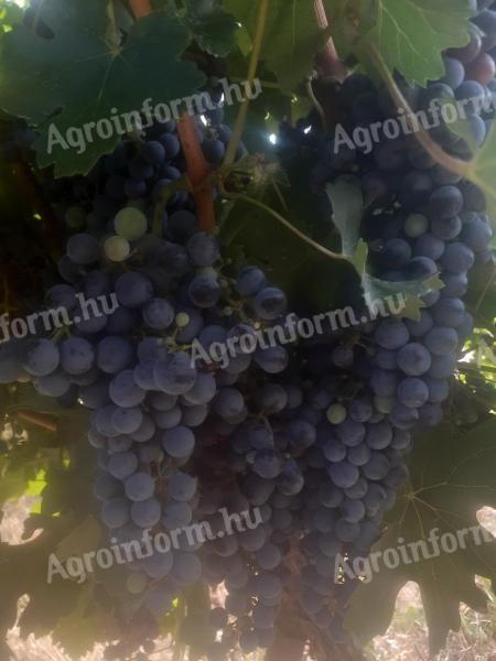 Cabernet Sauvignon szőlő eladó - Szekszárd