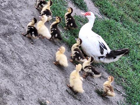Néma kiskacsák eladók Néma kiskacsák eladók
