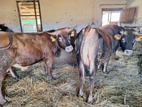 Szarvasmarha eladó – üszők és bikák egyben Szarvasmarha eladó – üszők és bikák egyben