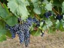 Szekszárdi Kékfrankos és Cabernet Franc borszőlő eladó