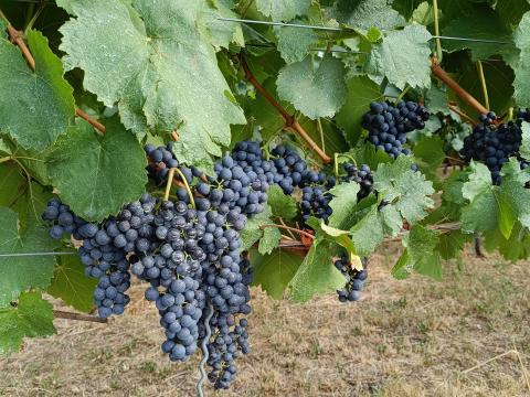 Szekszárdi Kékfrankos és Cabernet Franc borszőlő eladó Szekszárdi Kékfrankos és Cabernet Franc borszőlő eladó
