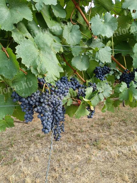 Szekszárdi Kékfrankos és Cabernet Franc borszőlő eladó
