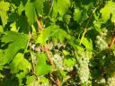 Semillon borszőlő