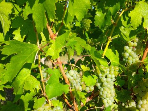 Semillon borszőlő Semillon borszőlő