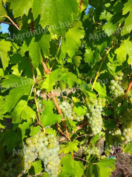 Semillon borszőlő