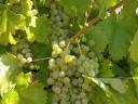 Semillon borszőlő