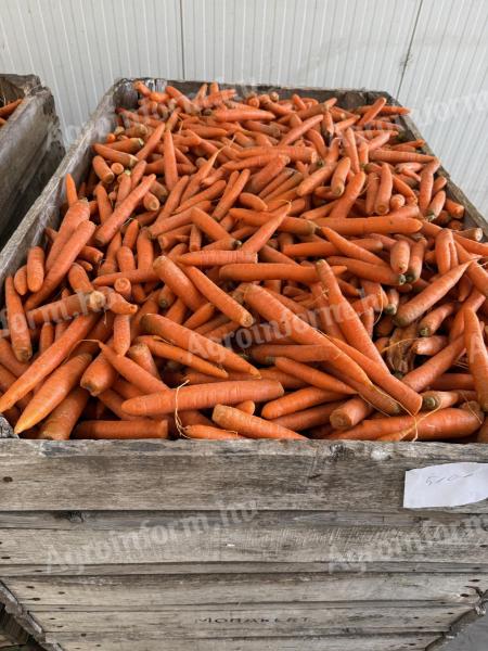 Sárgarépa takarmány eladó Mórahalmon