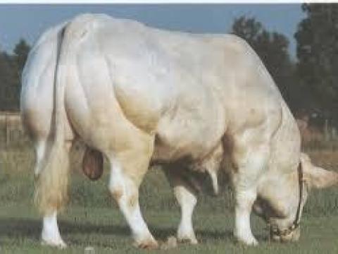 Àllatgondozói állást keresek ottlakásal Àllatgondozói állást keresek ottlakásal