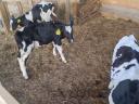 Eladó Holstein bika borjak