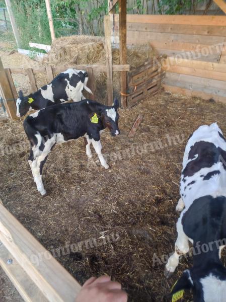 Eladó Holstein bika borjak