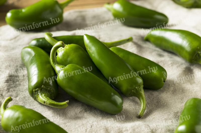 Friss,  kézzel szedett Jalapeño - száras vagy szár nélküli