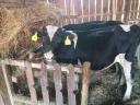 Holstein bika eladó