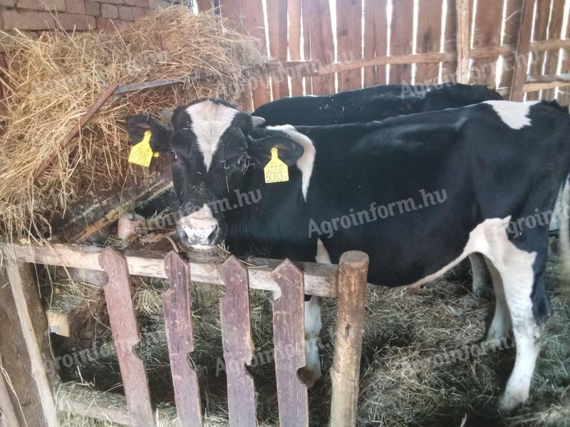 Holstein bika eladó