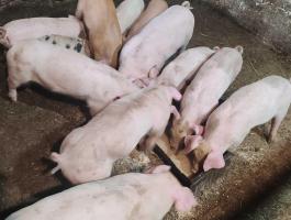 Eladó duroc válsztási malac