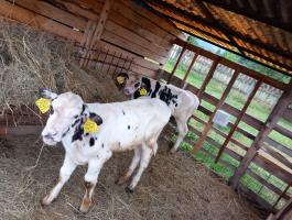 Holstein-fríz bika borjú eladó